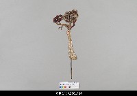 藏品(泰國小檯皮影戲偶)的圖片